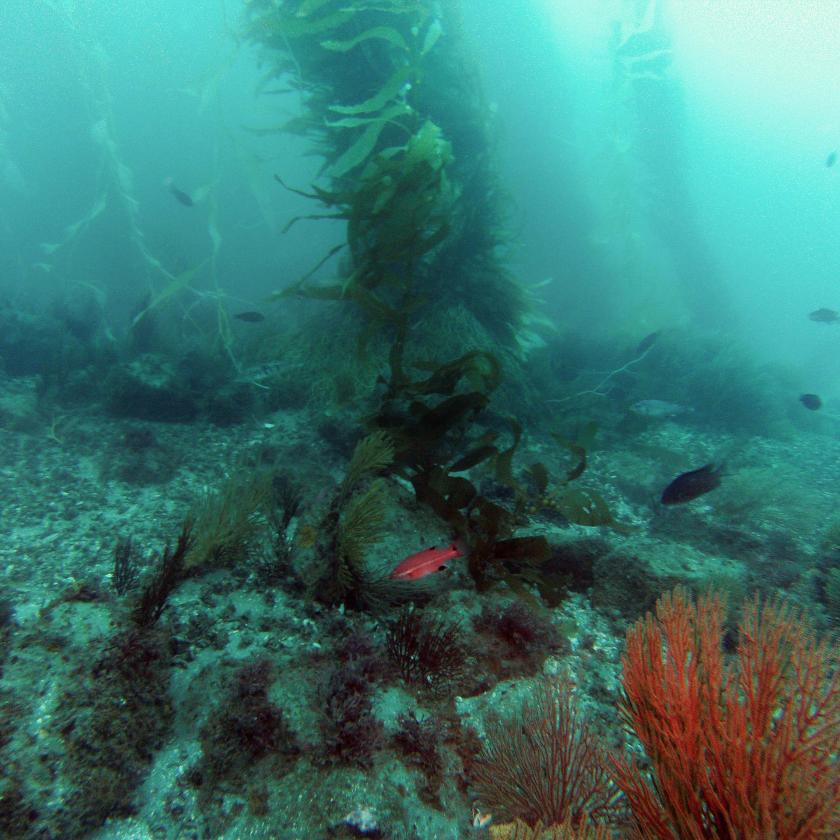 Red fish swimming around giant kelp