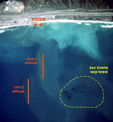 Aerial view of kelp forest