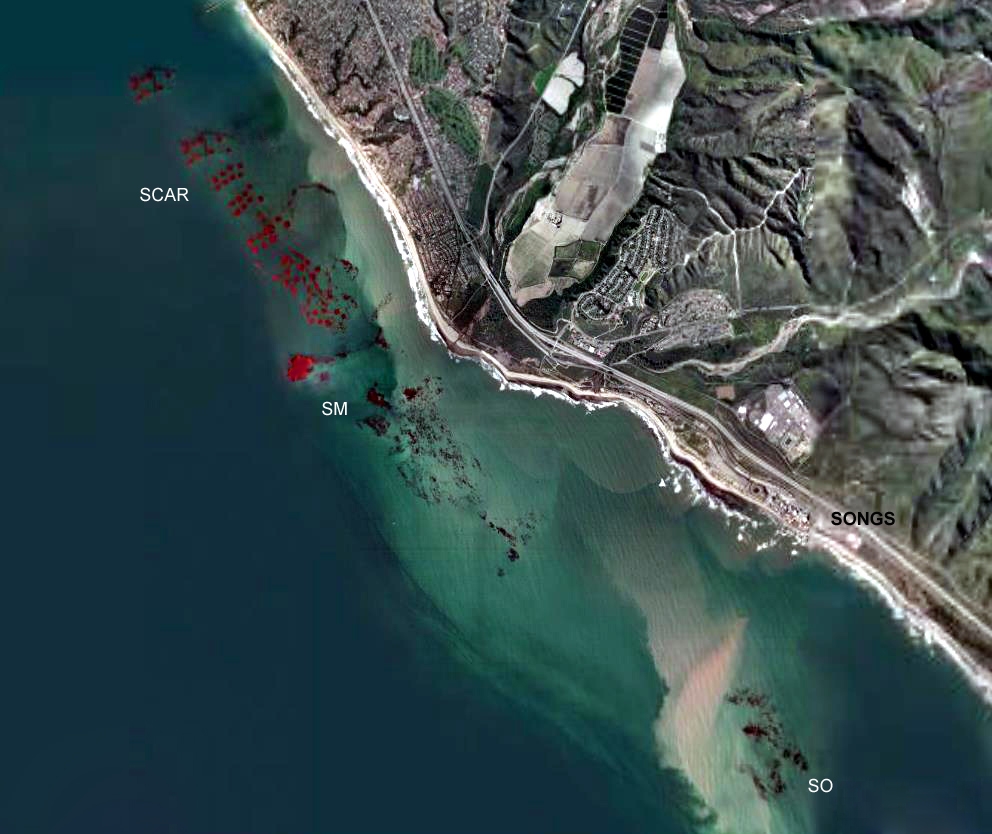 satellite map showing surface canopy of giant kelp