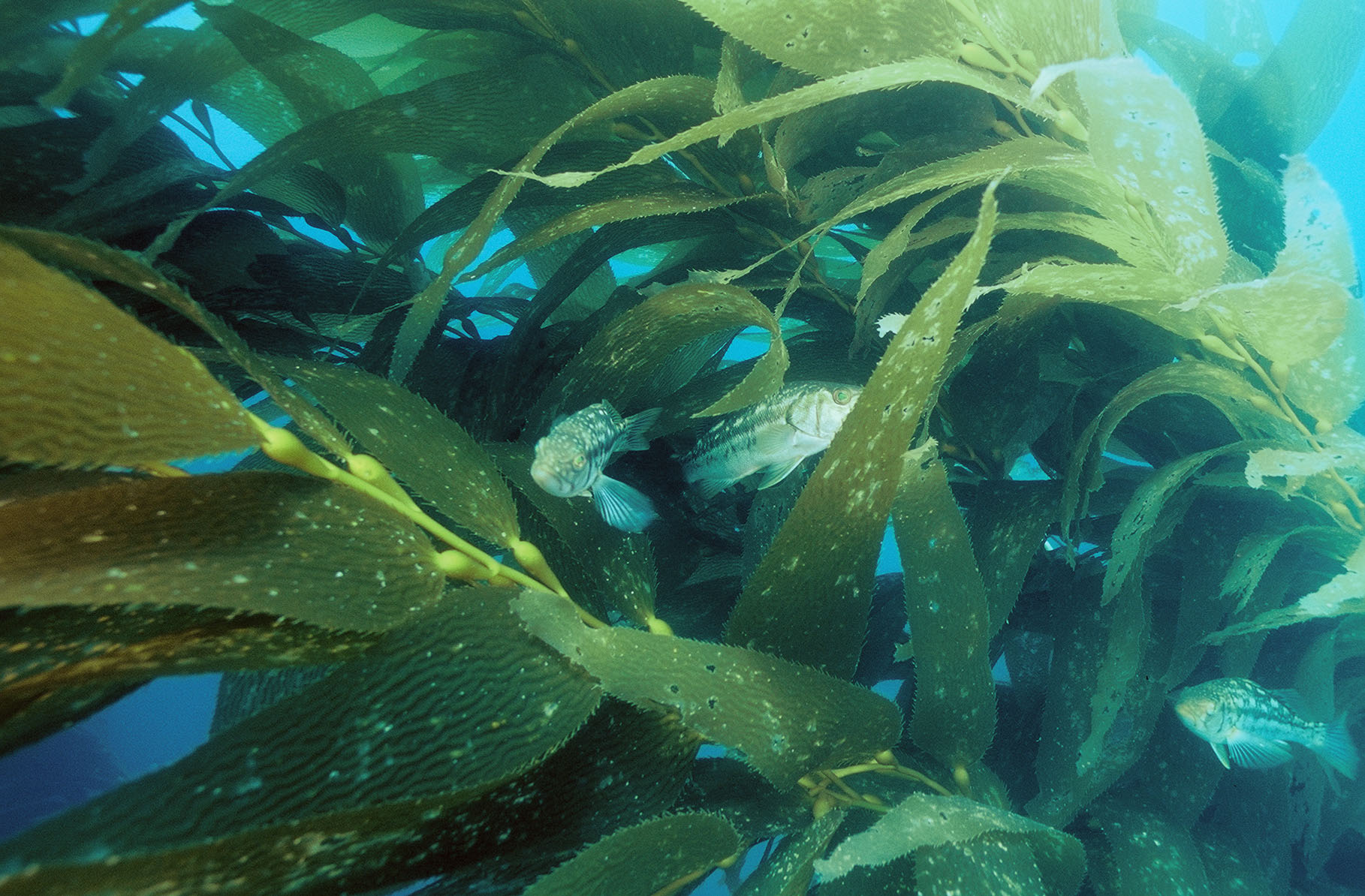 kelp bass in kelp fronds