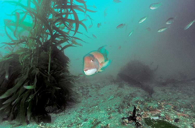Male Sheephead Wrasse