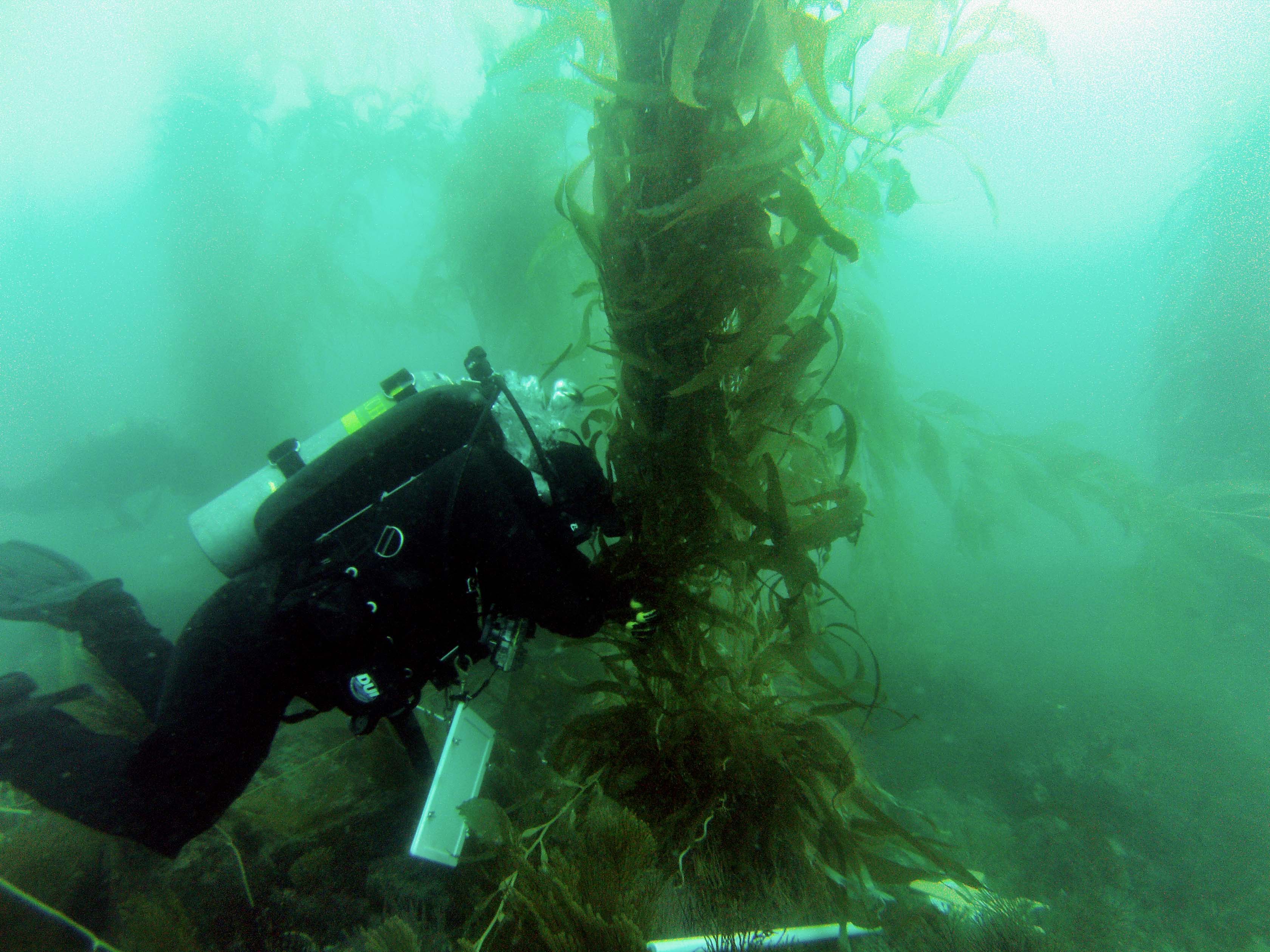 Diver surveying kelp