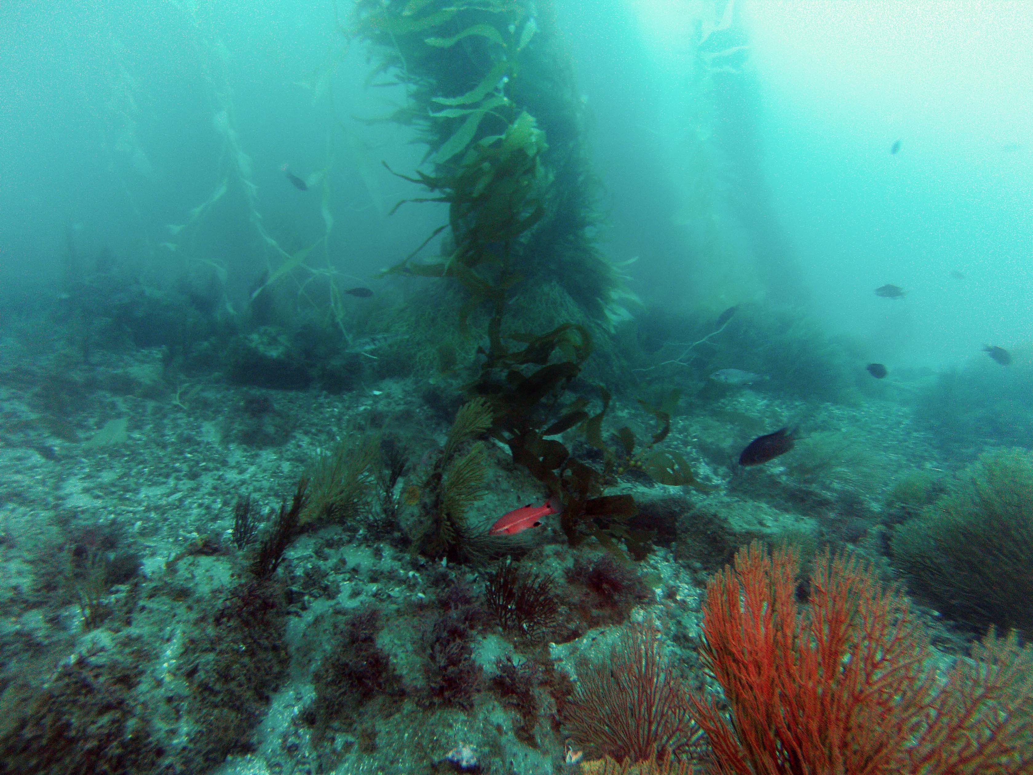 Red fish swimming around giant kelp