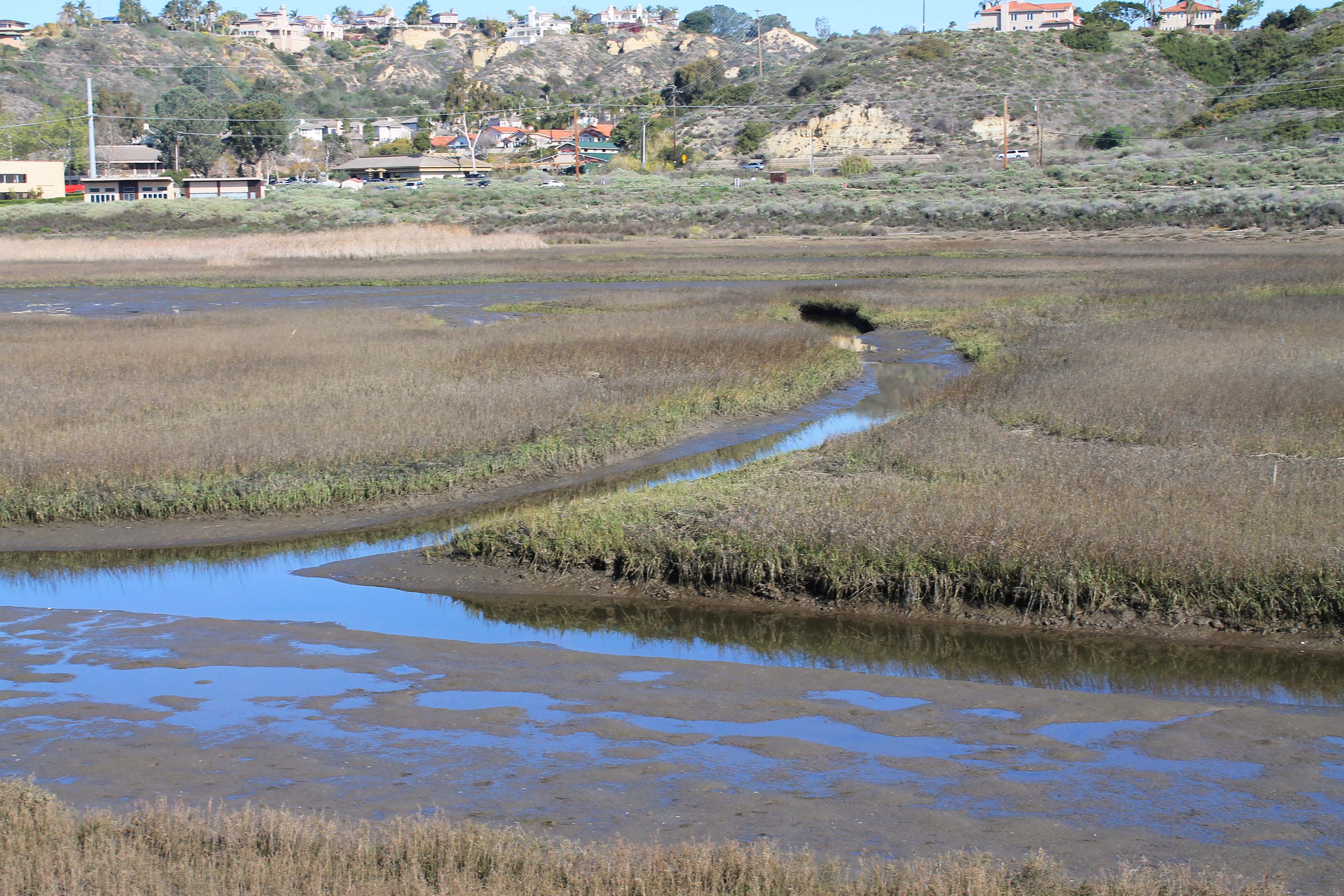Spartina and tidal creek