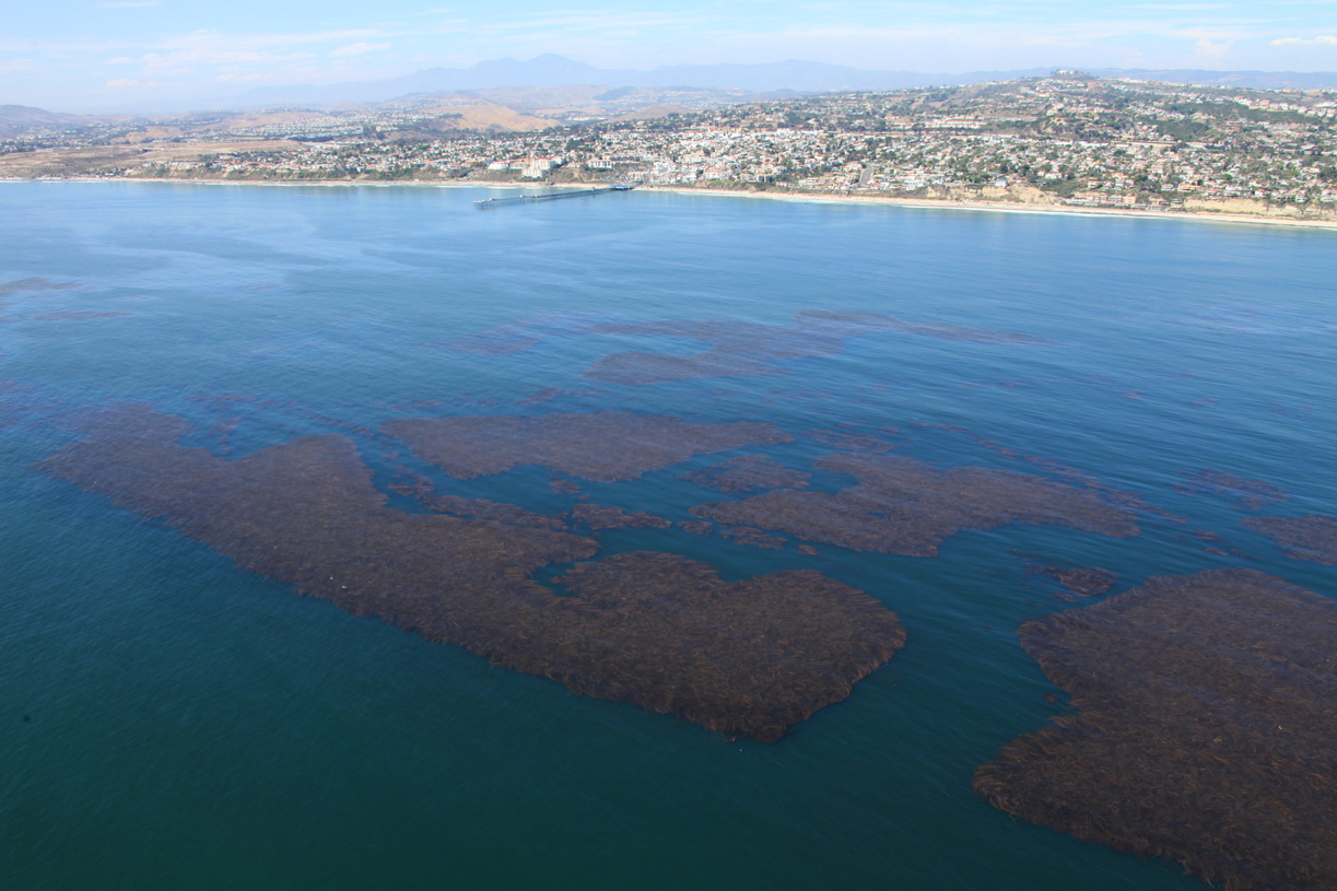 Kelp on ocean surface at wheeler reef