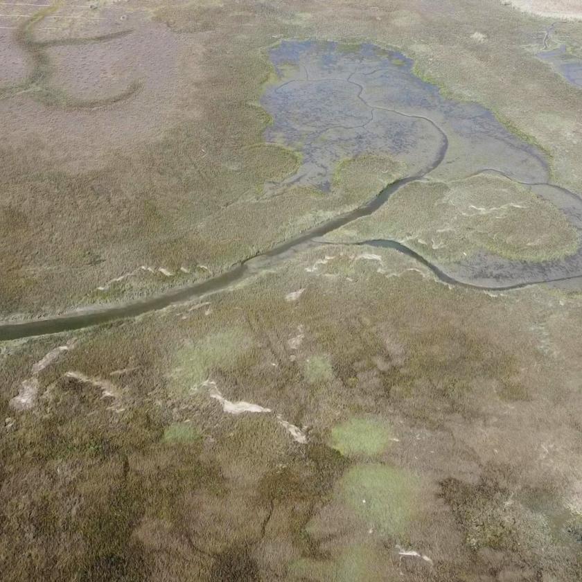 Aerial view of spartina and tidal flats
