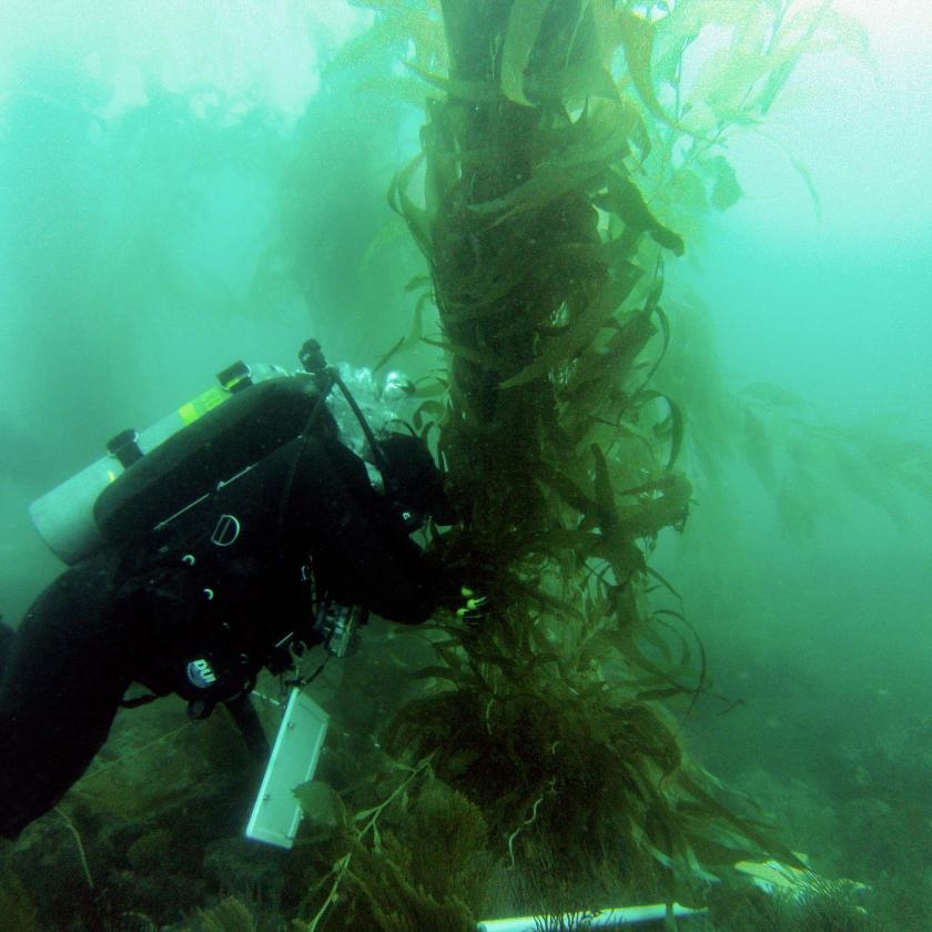 Diver surveying kelp
