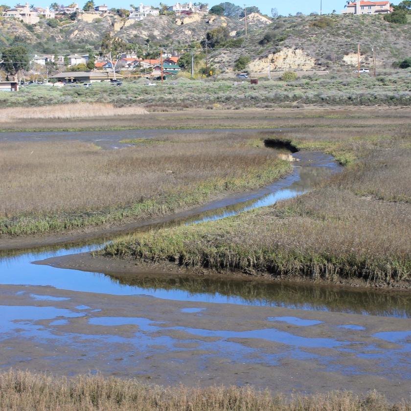 Spartina and tidal creek