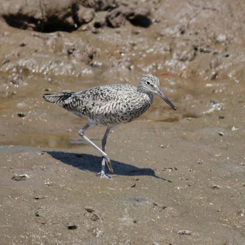 Willet walking on marsh