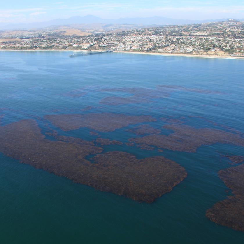 Kelp on ocean surface at wheeler reef