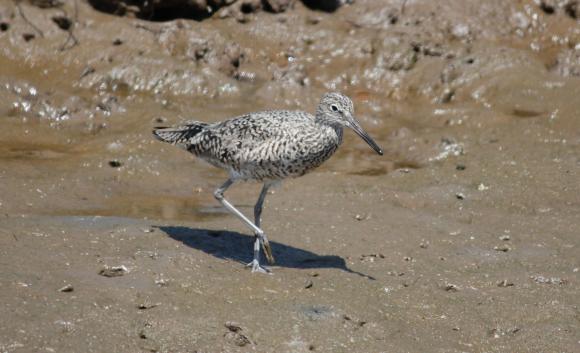 Willet in Carpenteria Salt Marsh