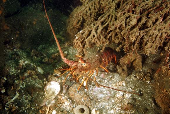 Spiny lobster emerging from a giant kelp holdfast
