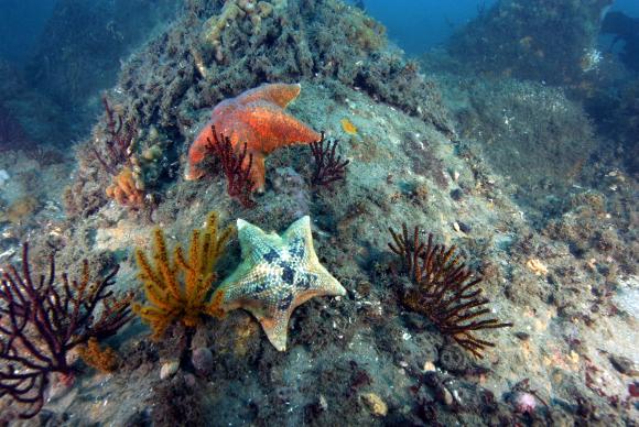 Bat stars among young sea fans