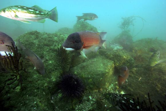 Sheephead wrass and kelp bass aggregating on a rock