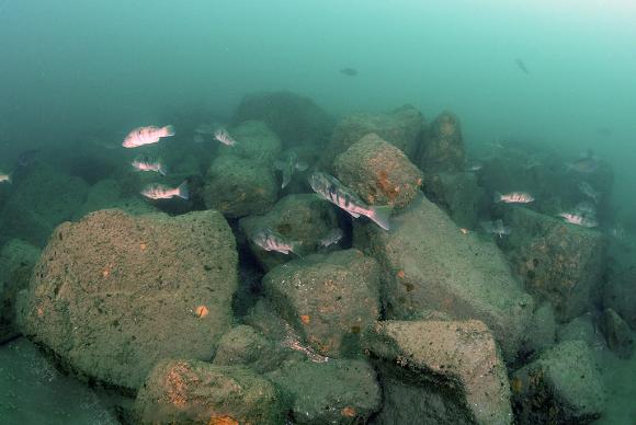 Sandbass on the Wheeler North Reef