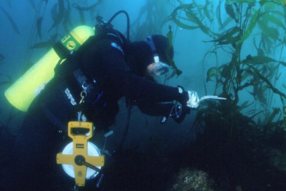 Diver measures giant kelp