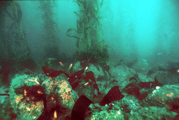 Algae, giant kelp, and rocks on the ocean bottom