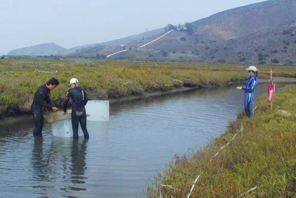 Enclosure trap sampling in Mugu Lagoon