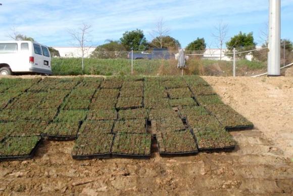 Flats of plants