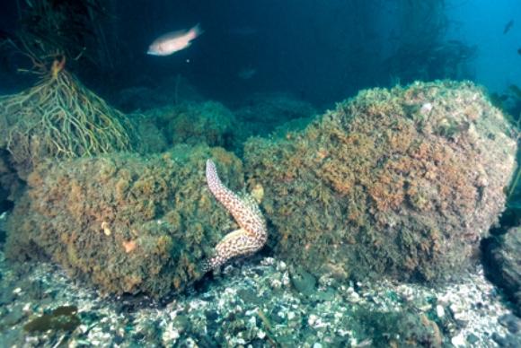 rocks with a starfish